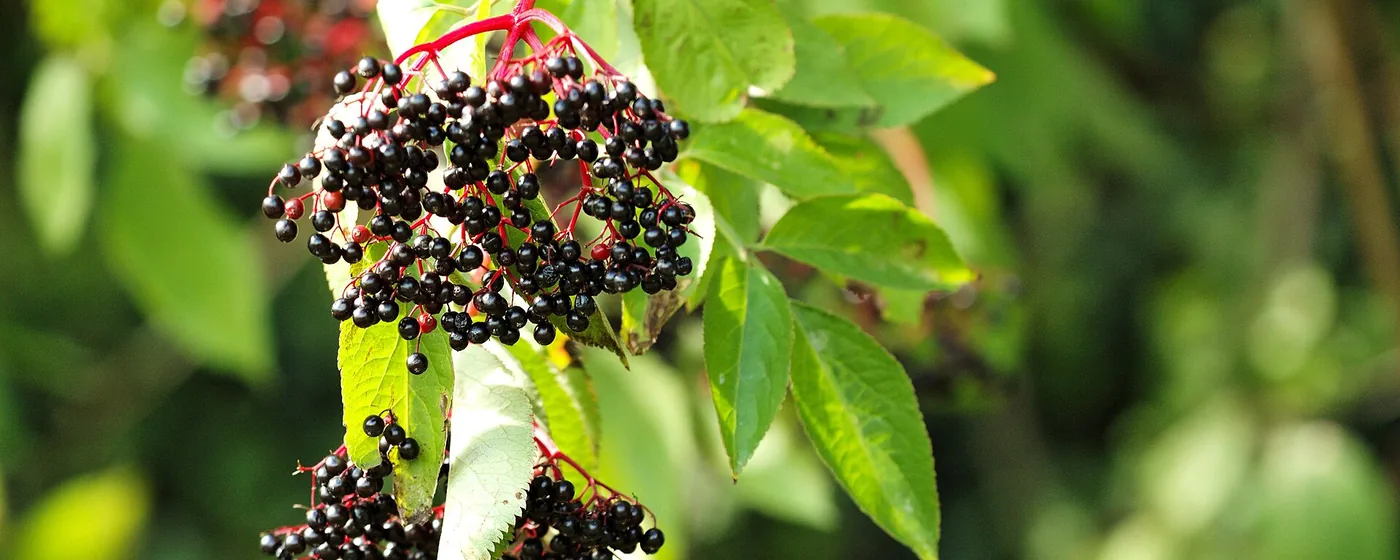 Ripe black elderberries hanging in clusters on red stems among sunlit green leaves