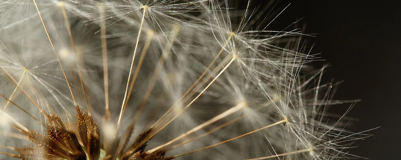Close-up of a dandelion seed head, white feathery pappus radiating from the brown center against a dark background