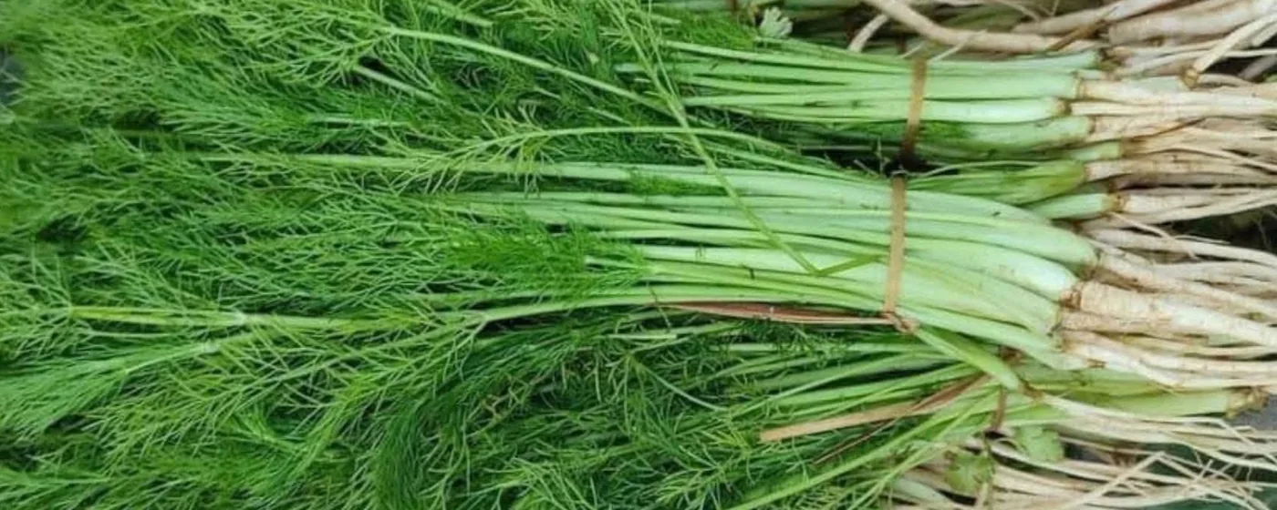 Bundles of fresh fennel fronds with pale stalks, tied with twine at a market stall