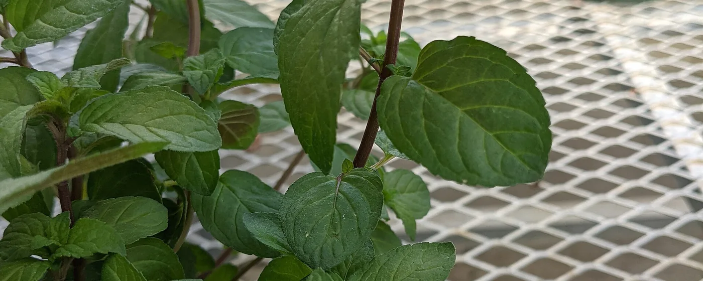 Close-up of a young peppermint plant with dark green veined leaves and reddish stems in a greenhouse