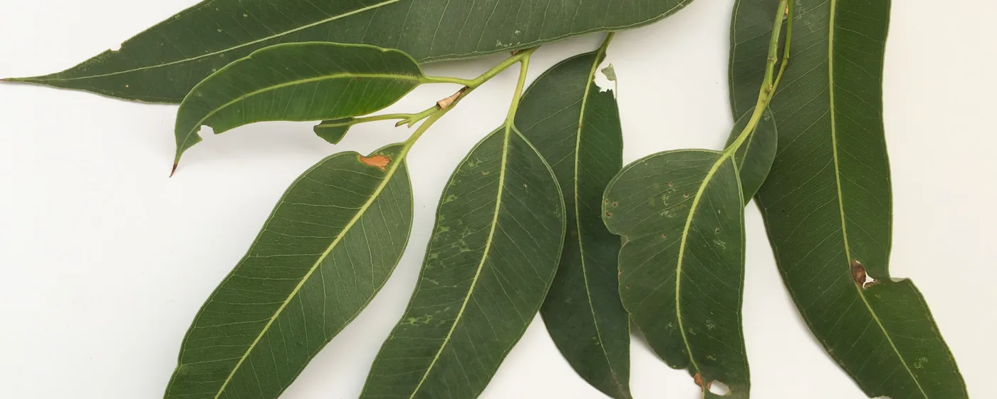 Fresh eucalyptus branch with long, glossy dark-green leaves spread on a plain white background