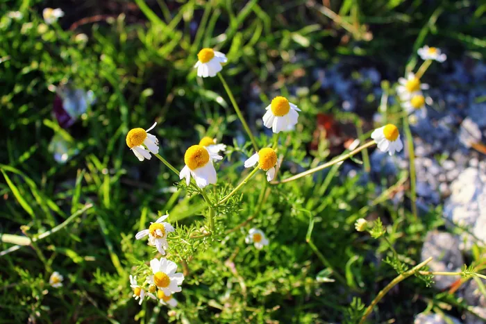 Chamomile flowers with white petals and yellow centers, sunlit above green feathery foliage