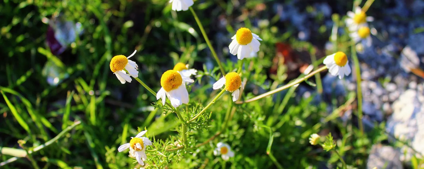 Chamomile flowers with white petals and yellow centers, sunlit above green feathery foliage