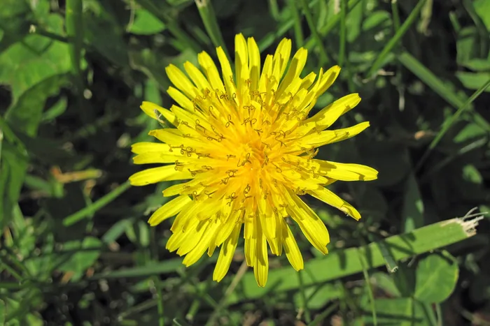 Single bright yellow dandelion flower in full bloom above green grass, lit by direct sunlight
