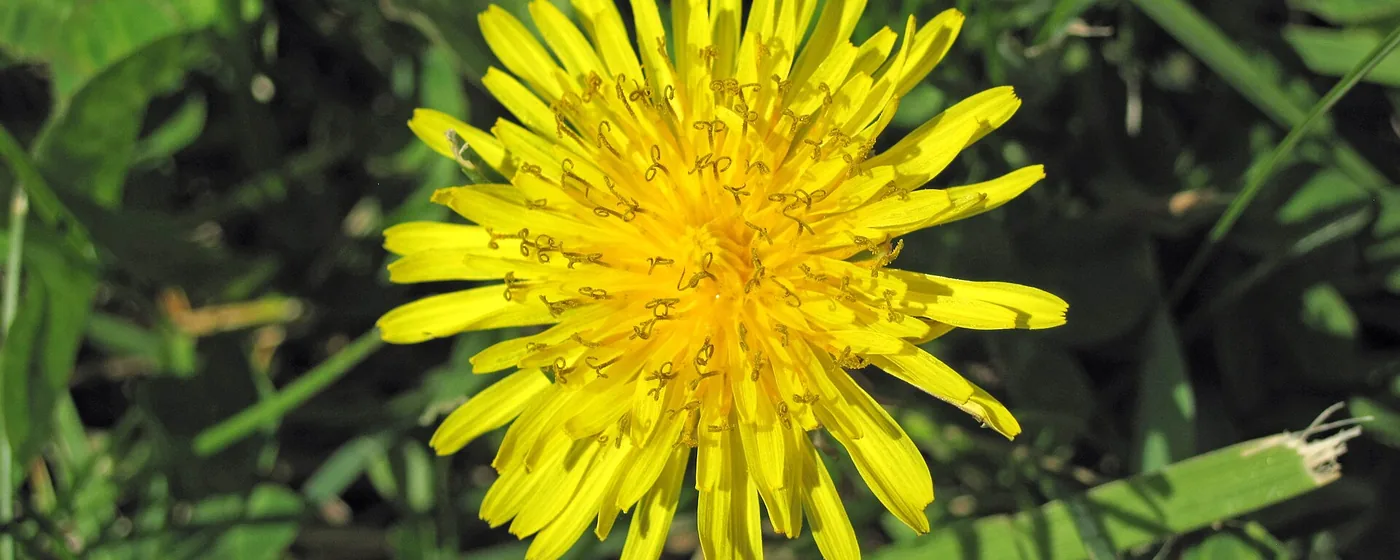 Single bright yellow dandelion flower in full bloom above green grass, lit by direct sunlight