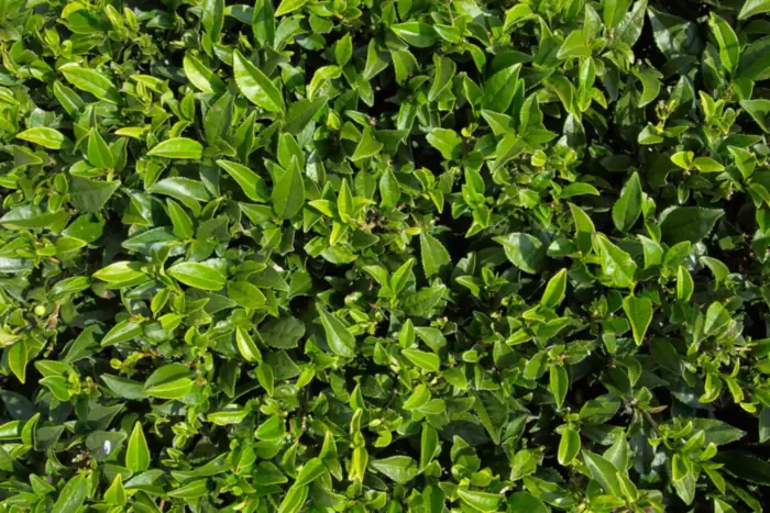 Glossy green Camellia sinensis tea bush leaves and buds fill the frame in bright sunlight on a Darjeeling estate