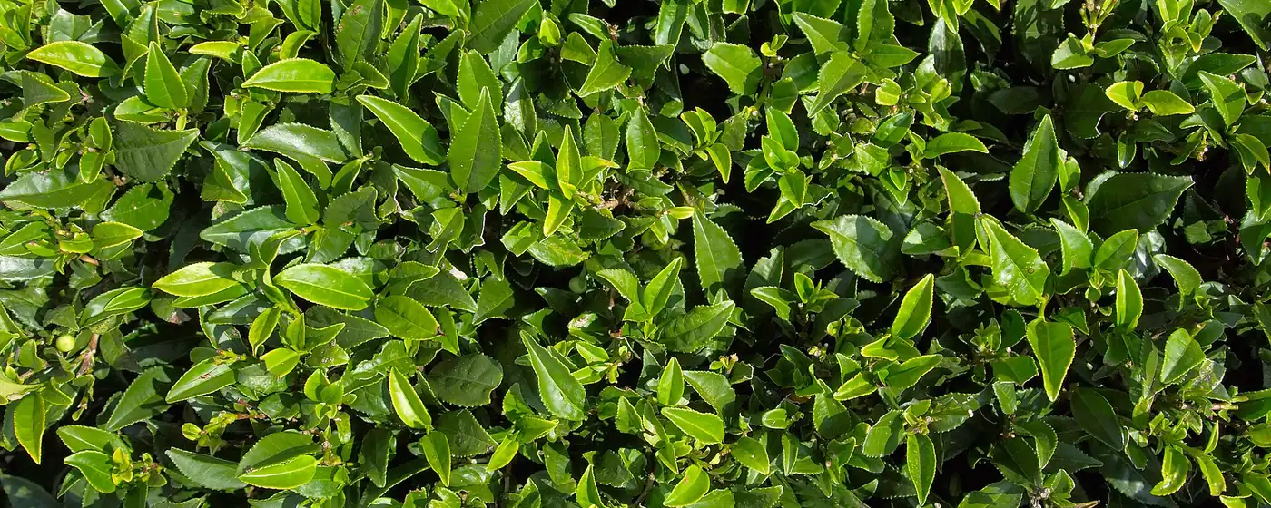 Glossy green Camellia sinensis tea bush leaves and buds fill the frame in bright sunlight on a Darjeeling estate