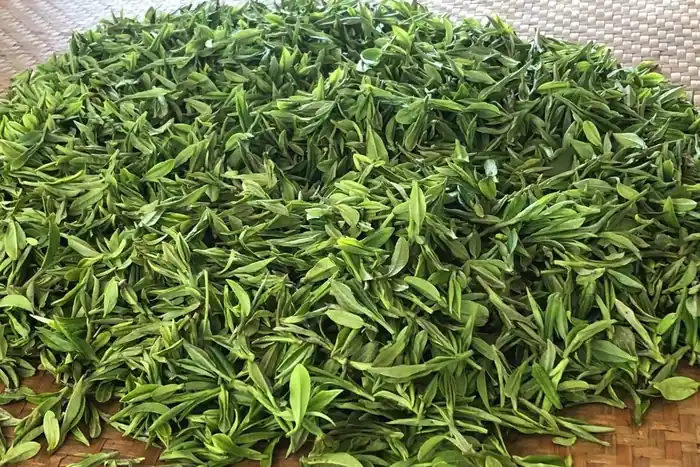 Heap of freshly picked bright green Longjing dragonwell tea leaves spread on a woven bamboo tray