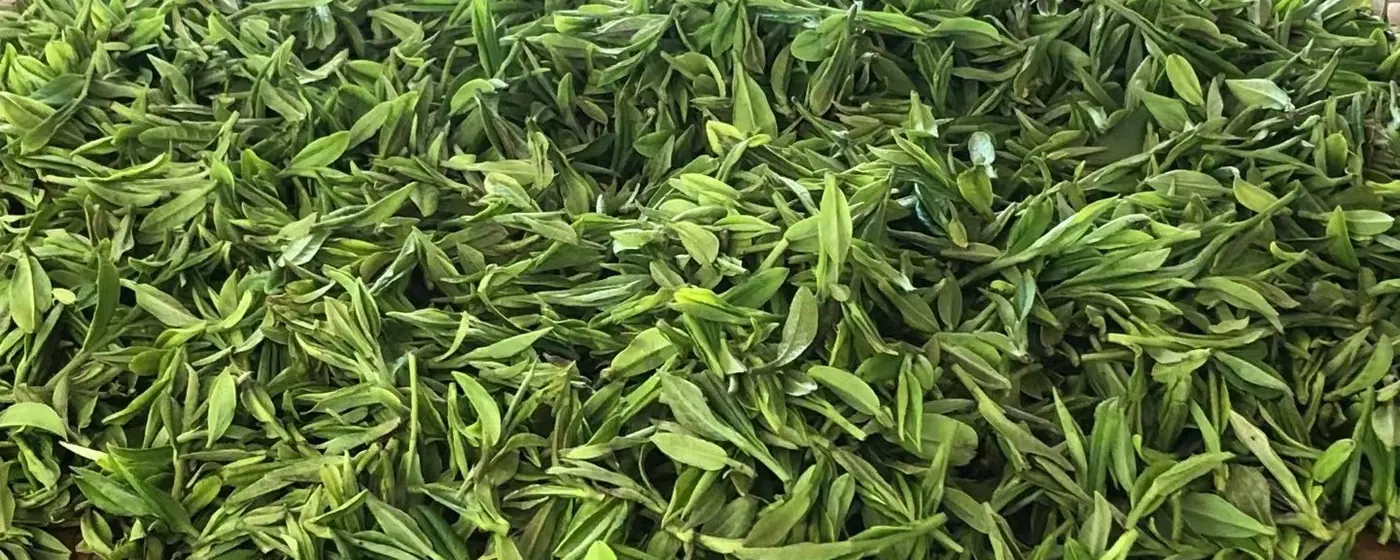 Heap of freshly picked bright green Longjing dragonwell tea leaves spread on a woven bamboo tray