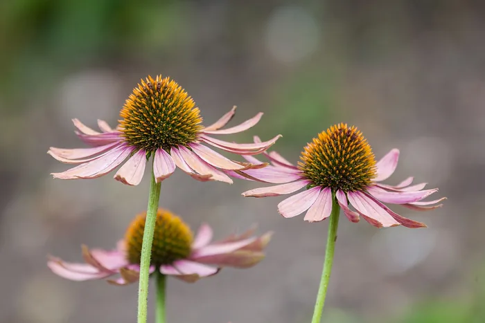 Pink echinacea coneflowers with spiky orange-brown cones and downswept petals against a soft blurred background