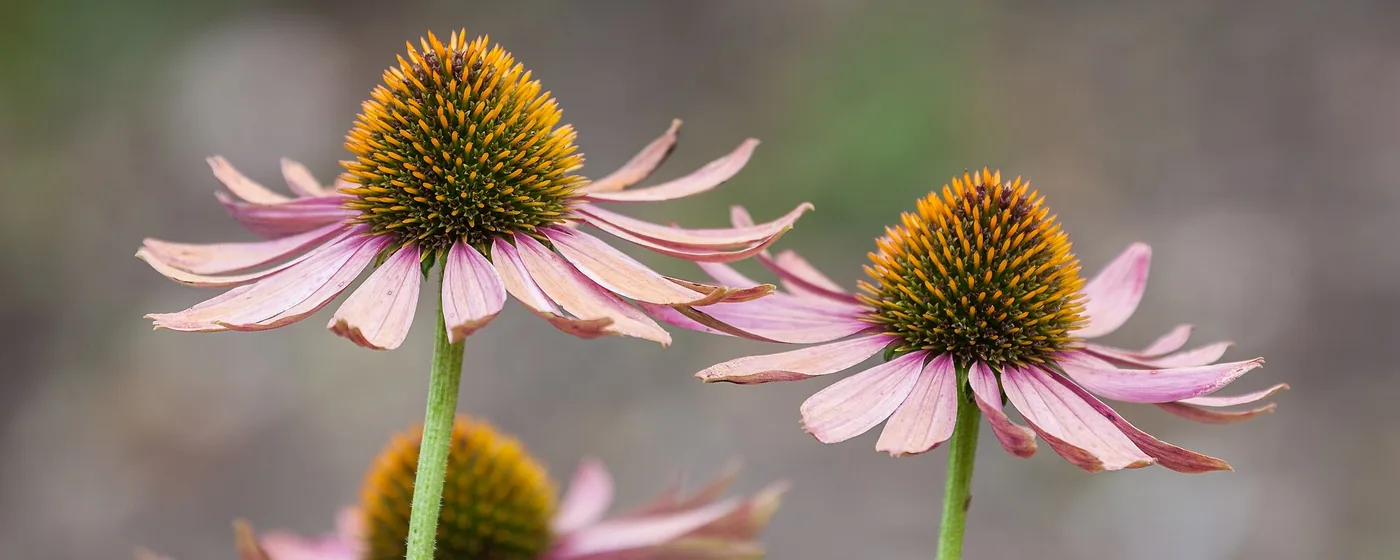 Pink echinacea coneflowers with spiky orange-brown cones and downswept petals against a soft blurred background