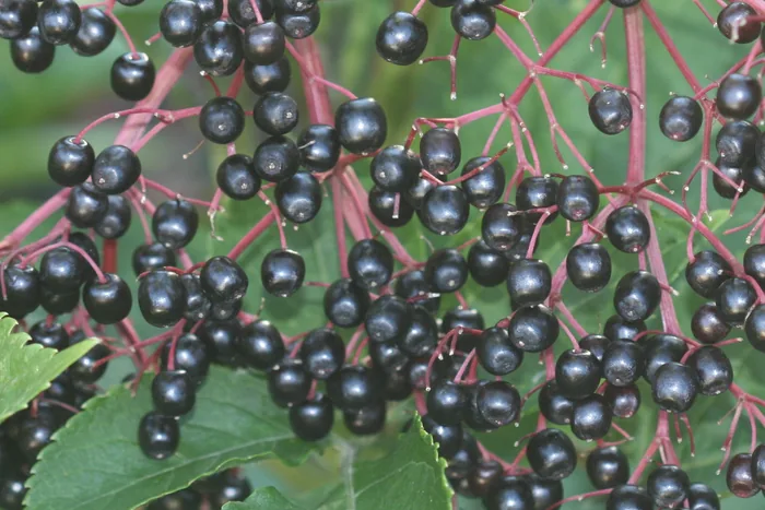 Clusters of ripe black elderberries hanging from crimson stems above green leaves