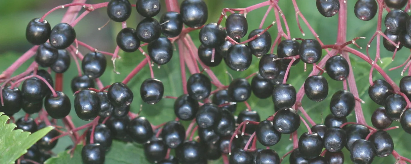 Clusters of ripe black elderberries hanging from crimson stems above green leaves