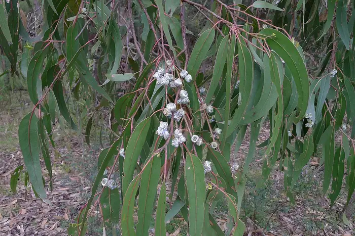 Eucalyptus branch with long sickle-shaped green leaves and clusters of waxy pale flower buds