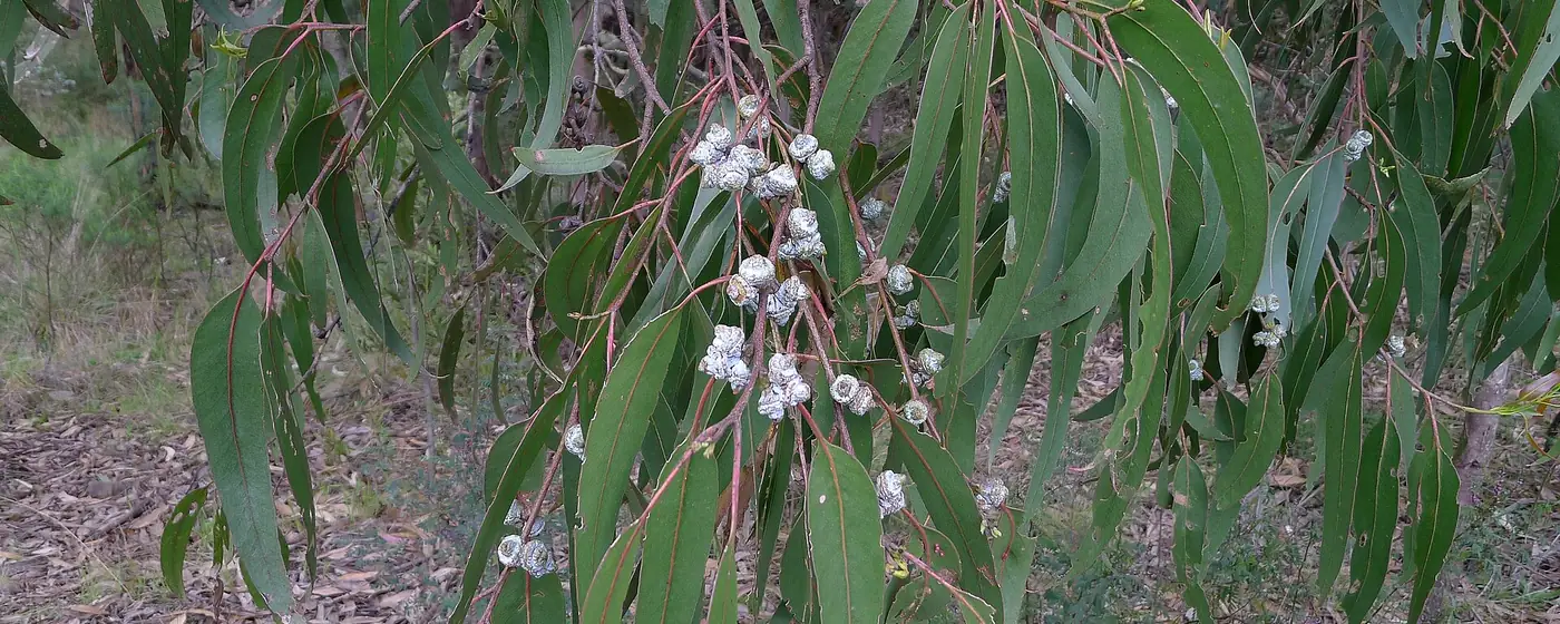 Eucalyptus branch with long sickle-shaped green leaves and clusters of waxy pale flower buds