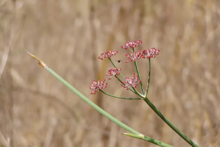 Pink-tinged fennel seed heads on slender green stems against a blurred golden field