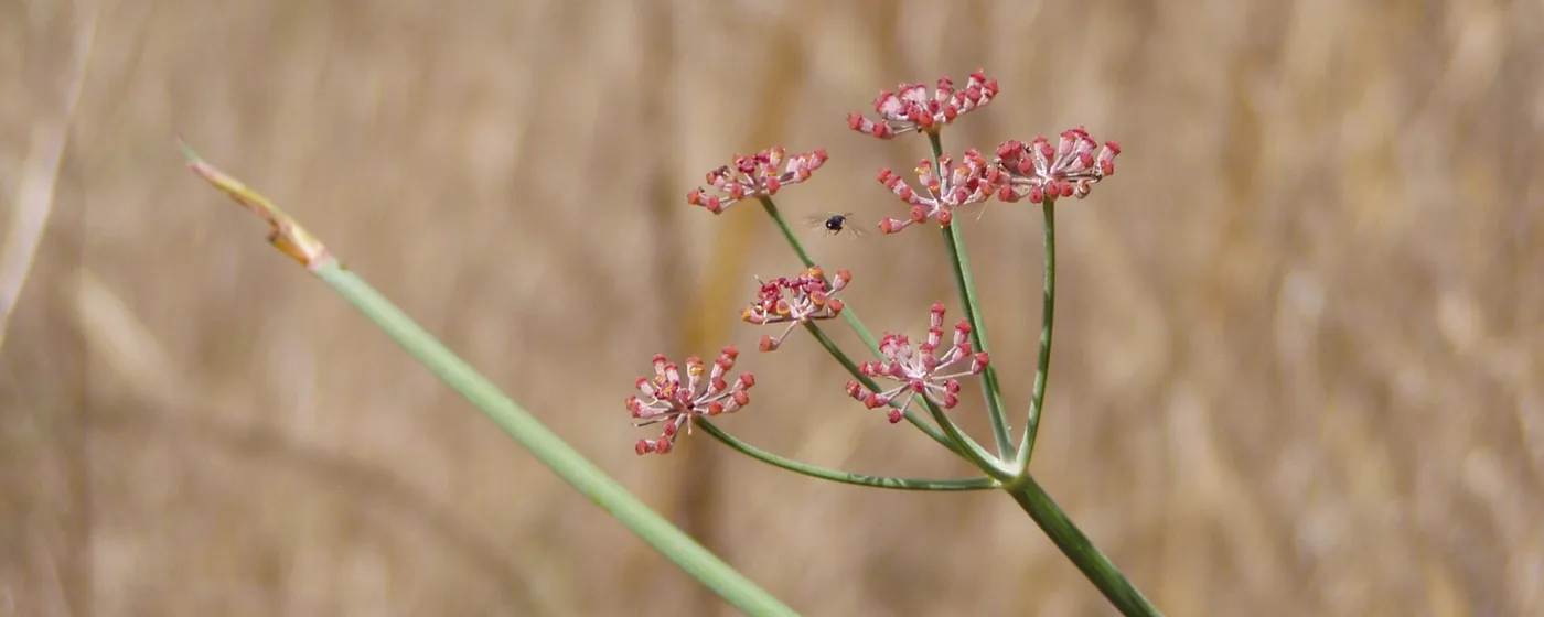 Pink-tinged fennel seed heads on slender green stems against a blurred golden field