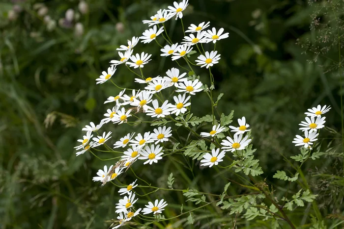 Cluster of white feverfew flowers with yellow centers blooming above green divided foliage