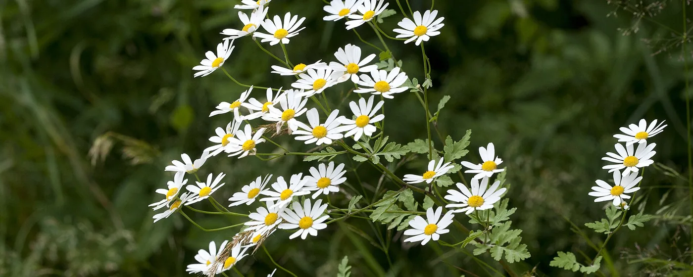 Cluster of white feverfew flowers with yellow centers blooming above green divided foliage