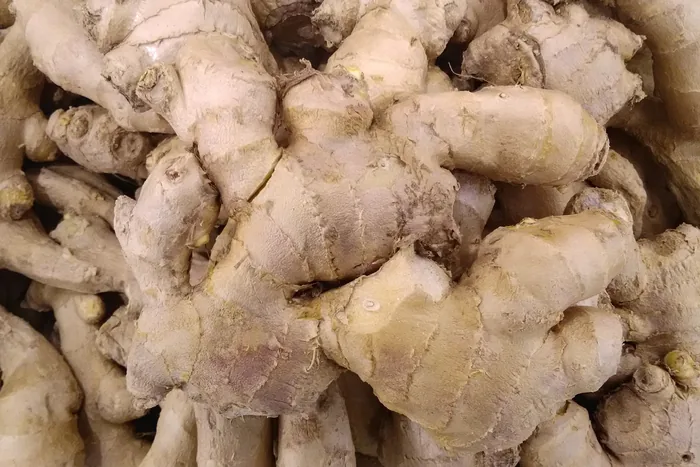 Pile of fresh ginger rhizomes with knobby tan skin, filling the frame in close-up