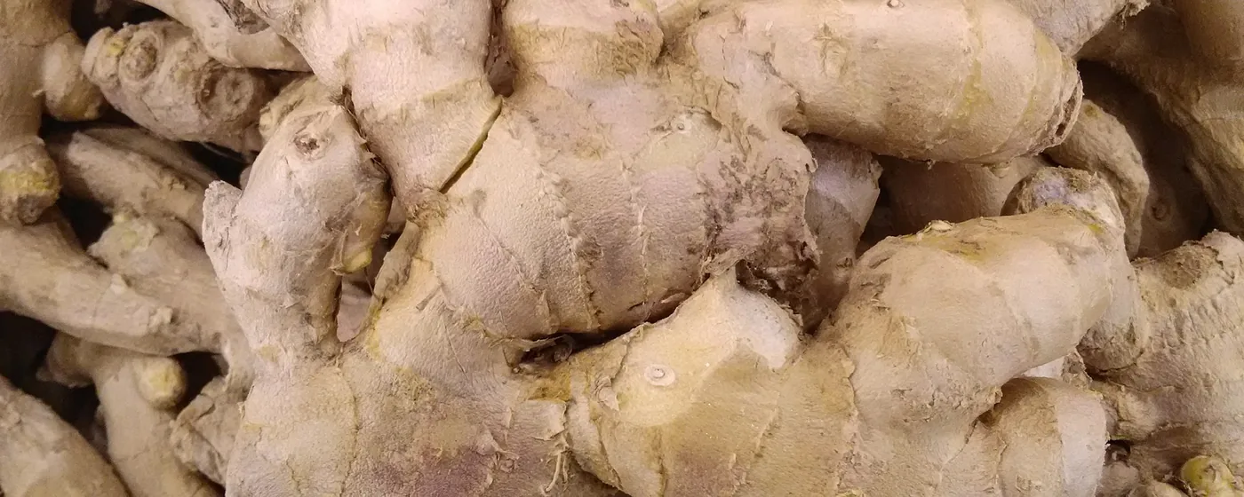 Pile of fresh ginger rhizomes with knobby tan skin, filling the frame in close-up
