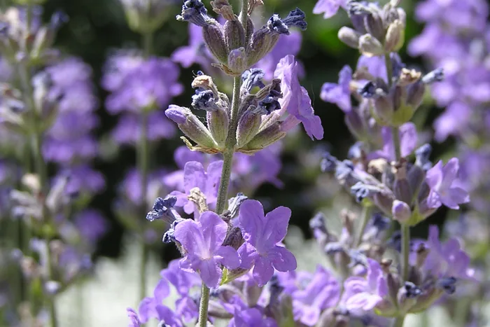 Dense spikes of purple lavender flowers in bright sunlight, filling the frame against green foliage