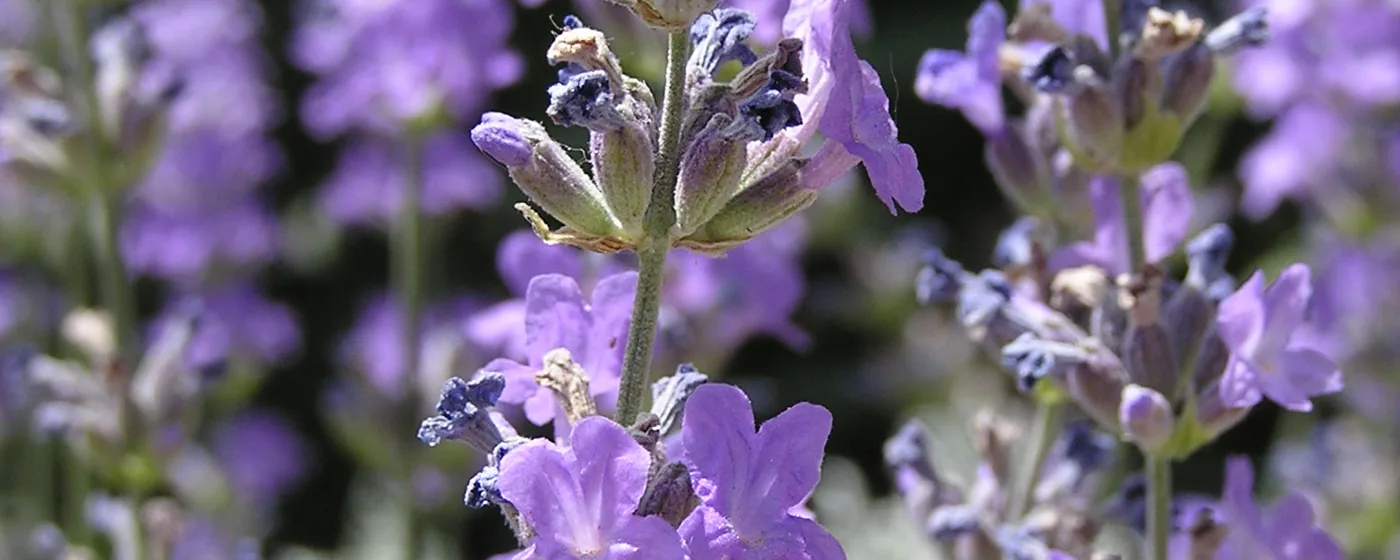 Dense spikes of purple lavender flowers in bright sunlight, filling the frame against green foliage