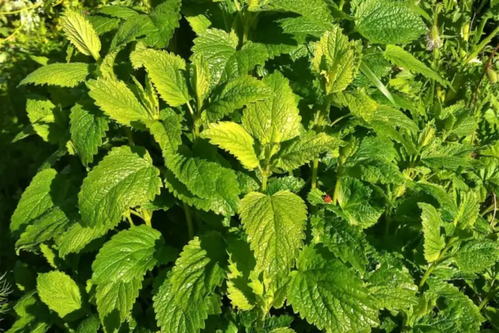 Bushy lemon balm plant in bright sunlight, its crinkled serrated green leaves filling the frame