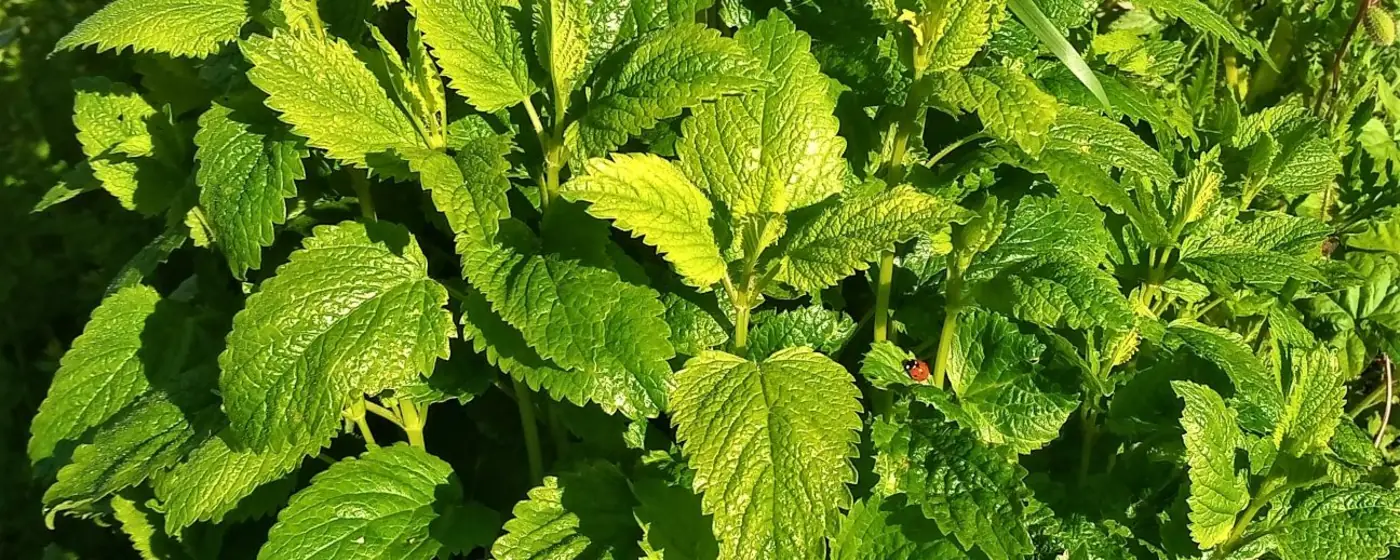 Bushy lemon balm plant in bright sunlight, its crinkled serrated green leaves filling the frame