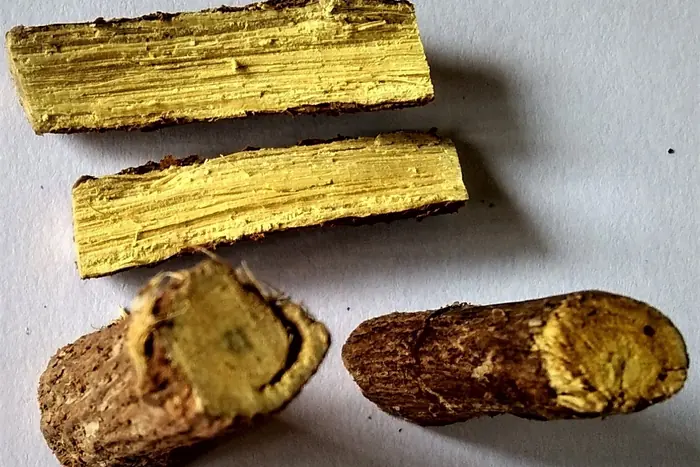 Cut sections of licorice root showing bright yellow fibrous interior and brown bark on a white surface