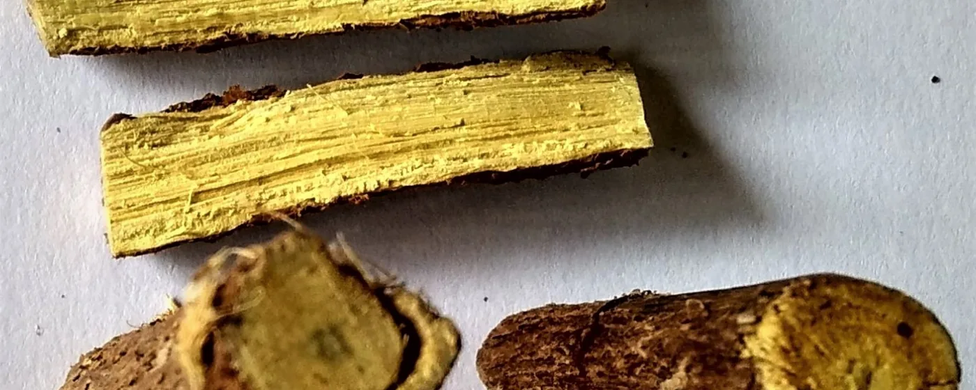 Cut sections of licorice root showing bright yellow fibrous interior and brown bark on a white surface