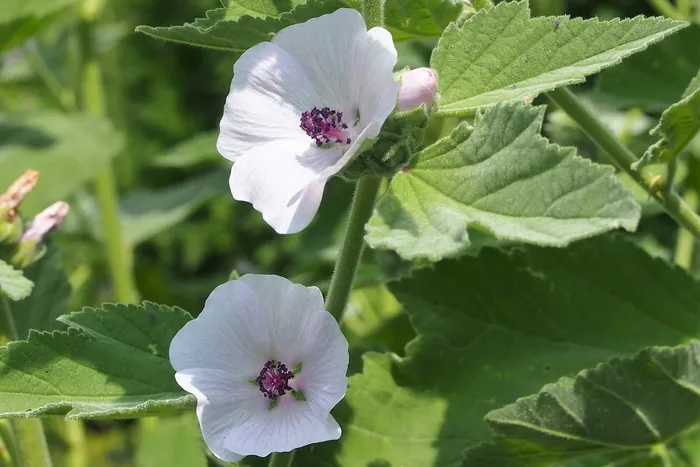 Two white marshmallow flowers with purple centers on a leafy Althaea officinalis plant in sunlight