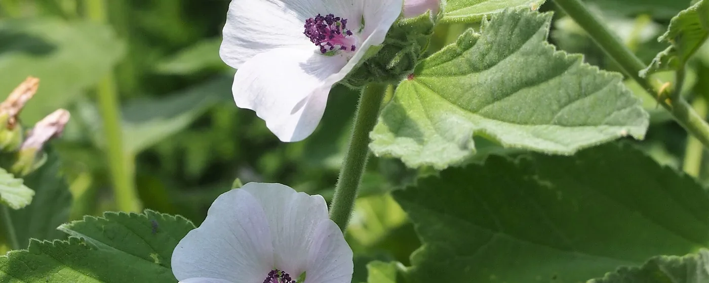 Two white marshmallow flowers with purple centers on a leafy Althaea officinalis plant in sunlight