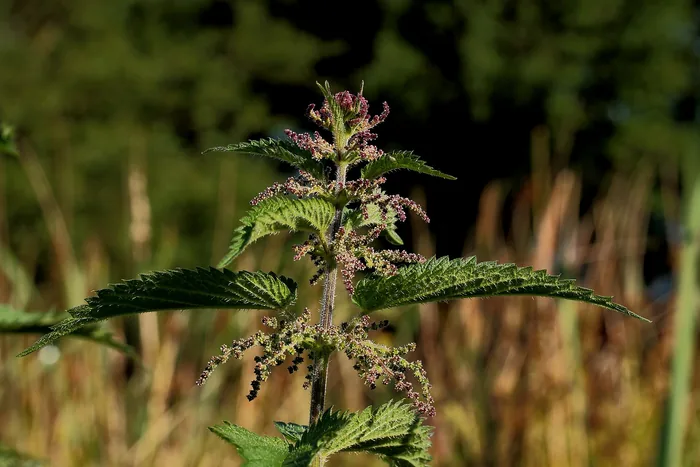 Flowering stinging nettle plant, toothed leaves and drooping flower catkins, backlit against dry meadow grass