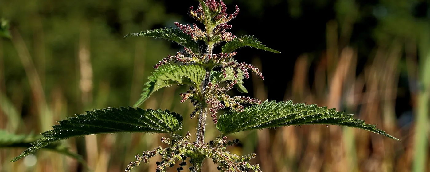 Flowering stinging nettle plant, toothed leaves and drooping flower catkins, backlit against dry meadow grass