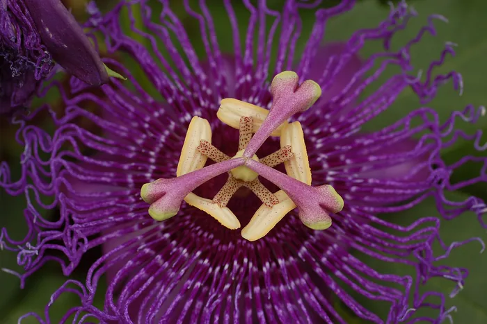 Macro close-up of a purple passionflower's fringed corona filaments with yellow anthers and styles at center