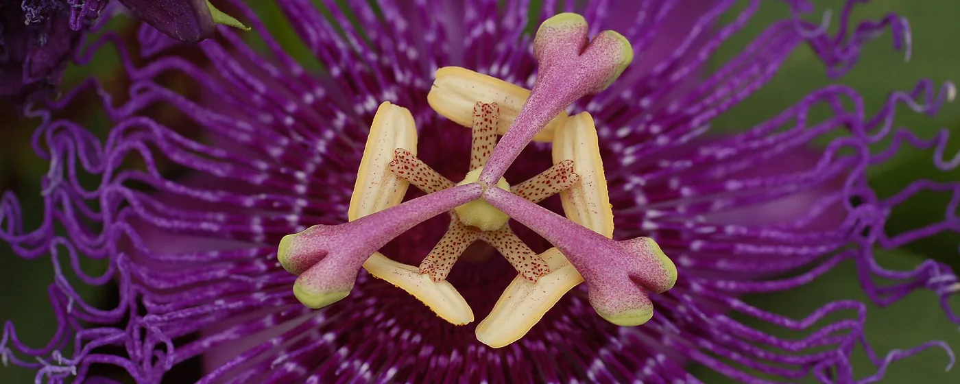 Macro close-up of a purple passionflower's fringed corona filaments with yellow anthers and styles at center