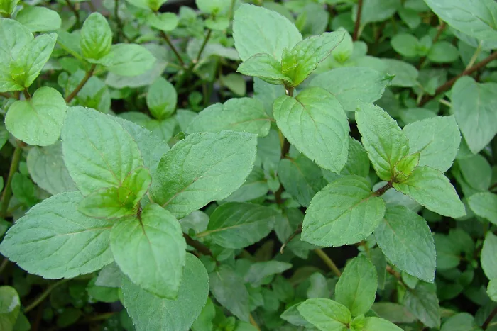 Close-up of dense green peppermint leaves with reddish stems growing in bright natural light