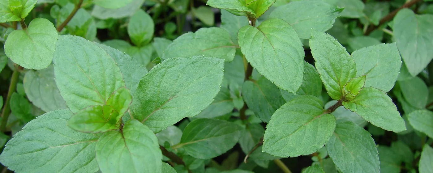 Close-up of dense green peppermint leaves with reddish stems growing in bright natural light