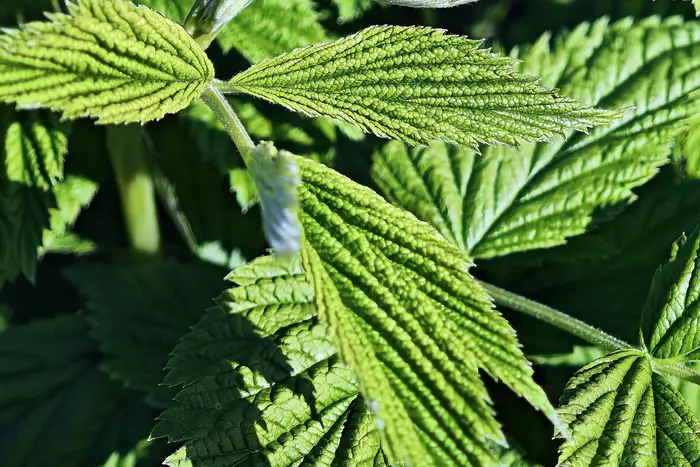 Sunlit raspberry foliage, bright green deeply veined serrated leaves on an upright cane