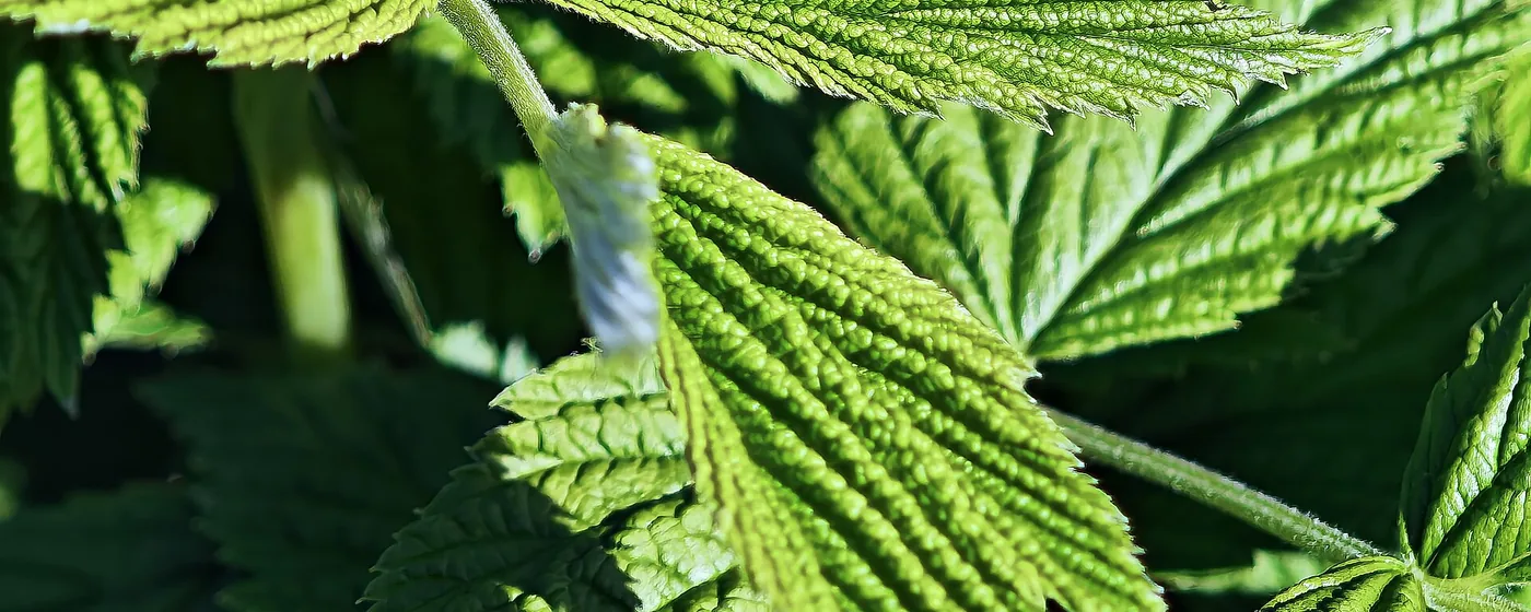Sunlit raspberry foliage, bright green deeply veined serrated leaves on an upright cane