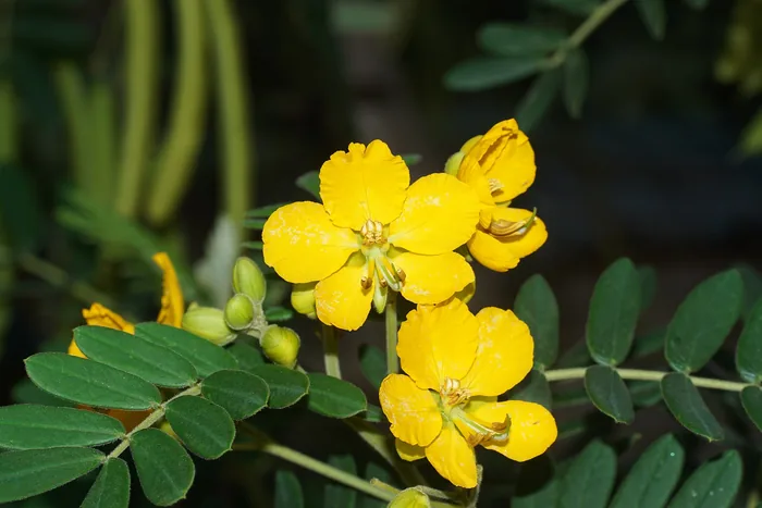 Bright yellow senna flowers with dewdrops, surrounded by green pinnate leaves against a dark background