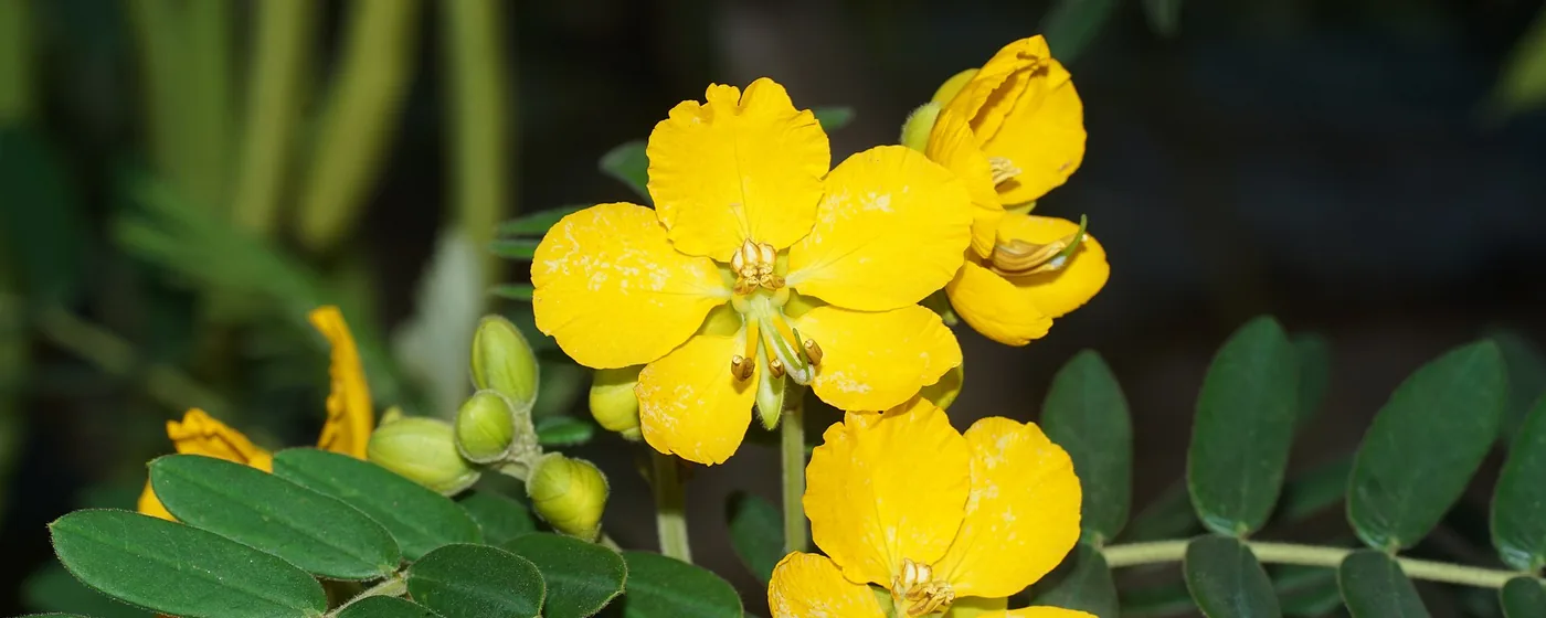 Bright yellow senna flowers with dewdrops, surrounded by green pinnate leaves against a dark background