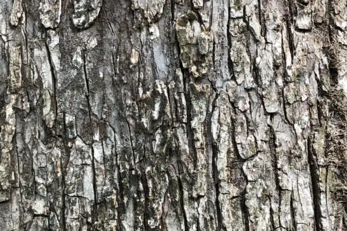 Close-up of slippery elm tree bark showing deep gray-brown vertical ridges and furrows