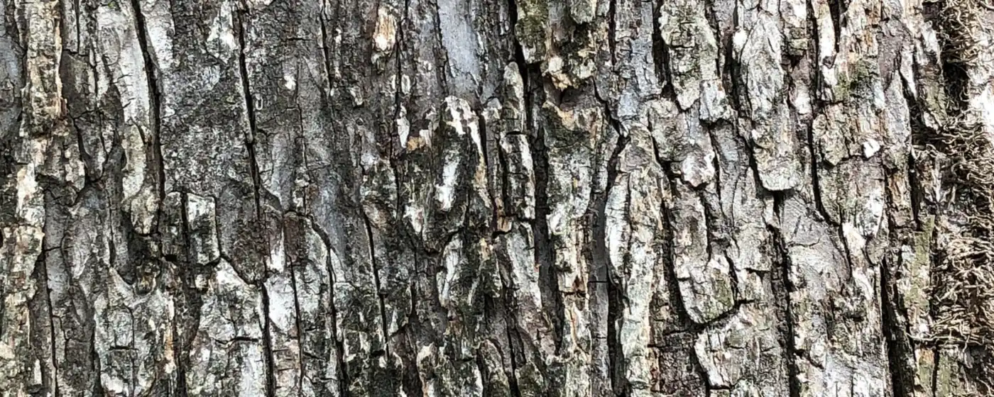 Close-up of slippery elm tree bark showing deep gray-brown vertical ridges and furrows
