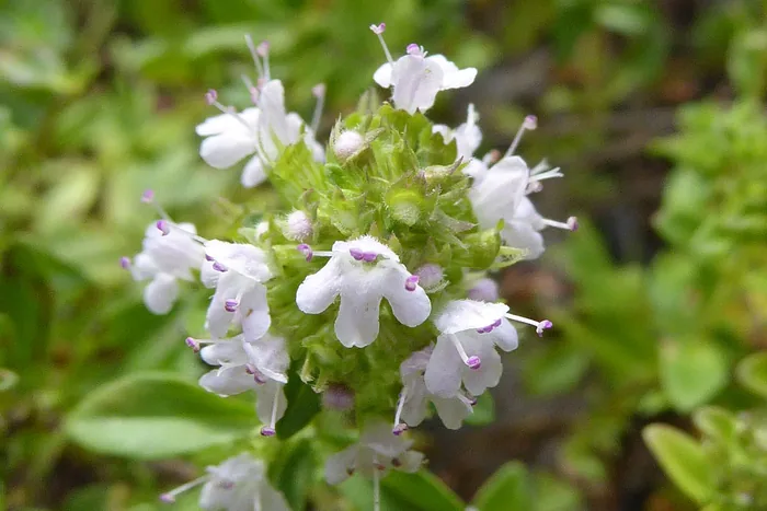 Close-up of a thyme flower cluster with pale white-lilac blooms and small green leaves
