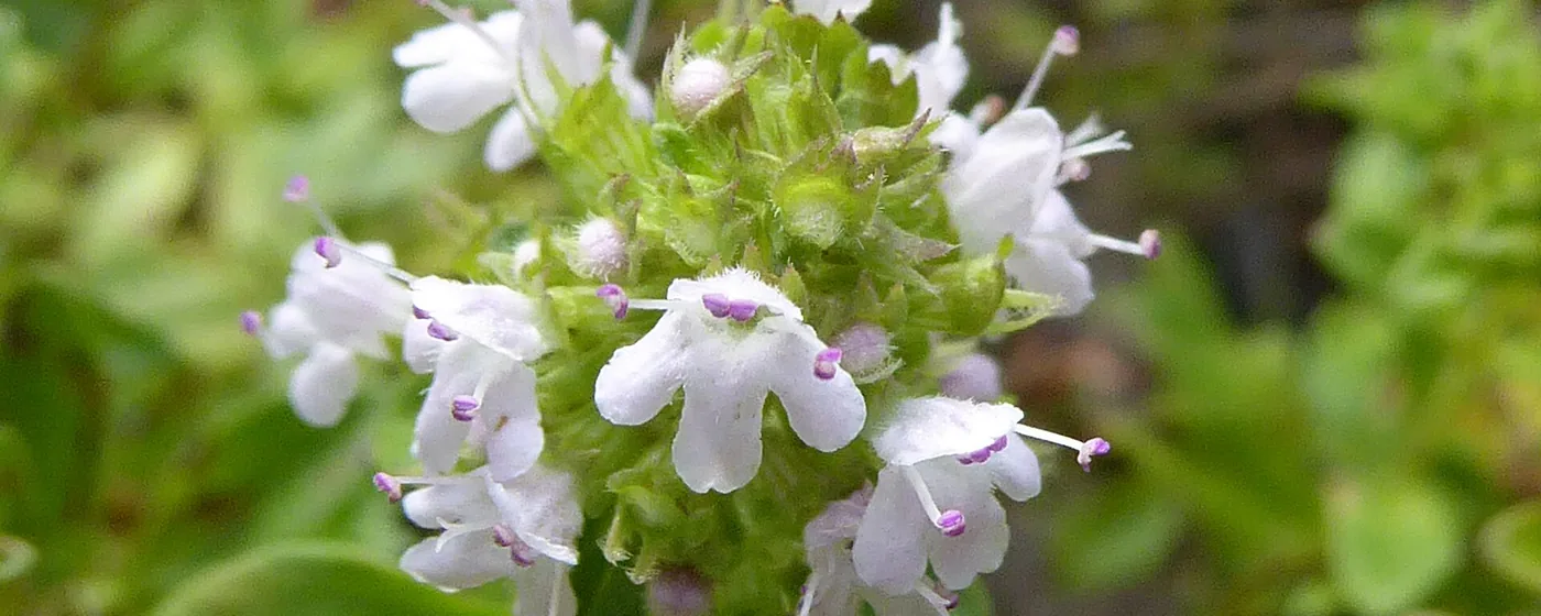 Close-up of a thyme flower cluster with pale white-lilac blooms and small green leaves